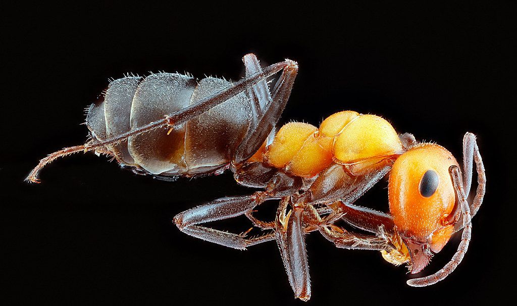 Ant Control service in Roswell, NM