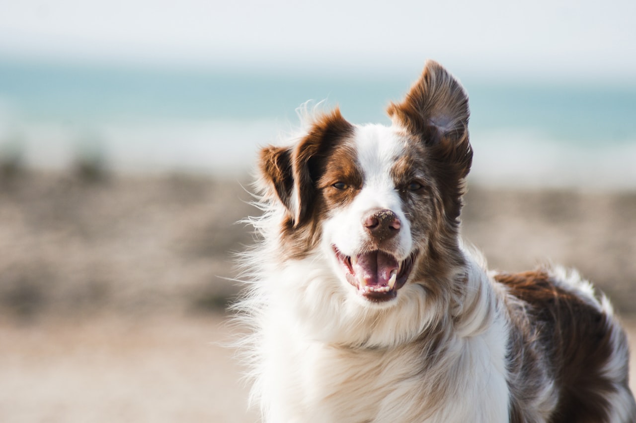 Flea & Tick Control service in Roswell, NM