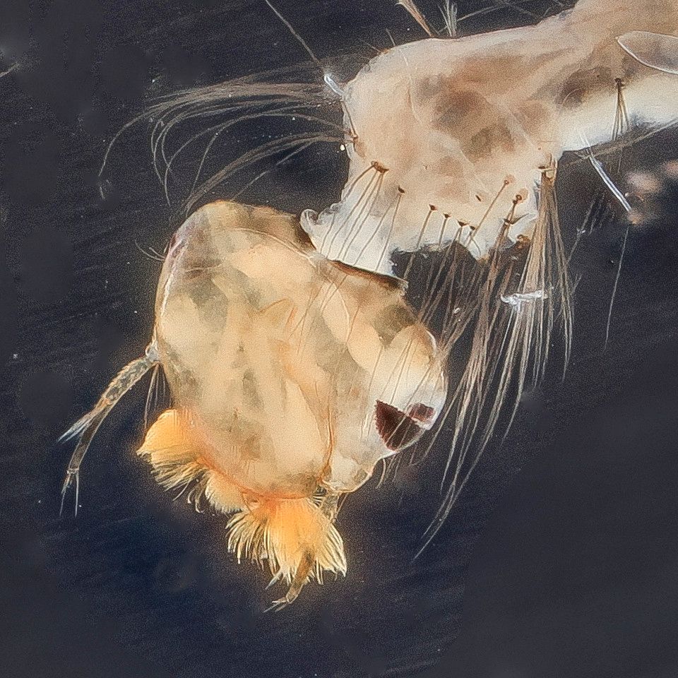 Mosquito Control service in Roswell, NM