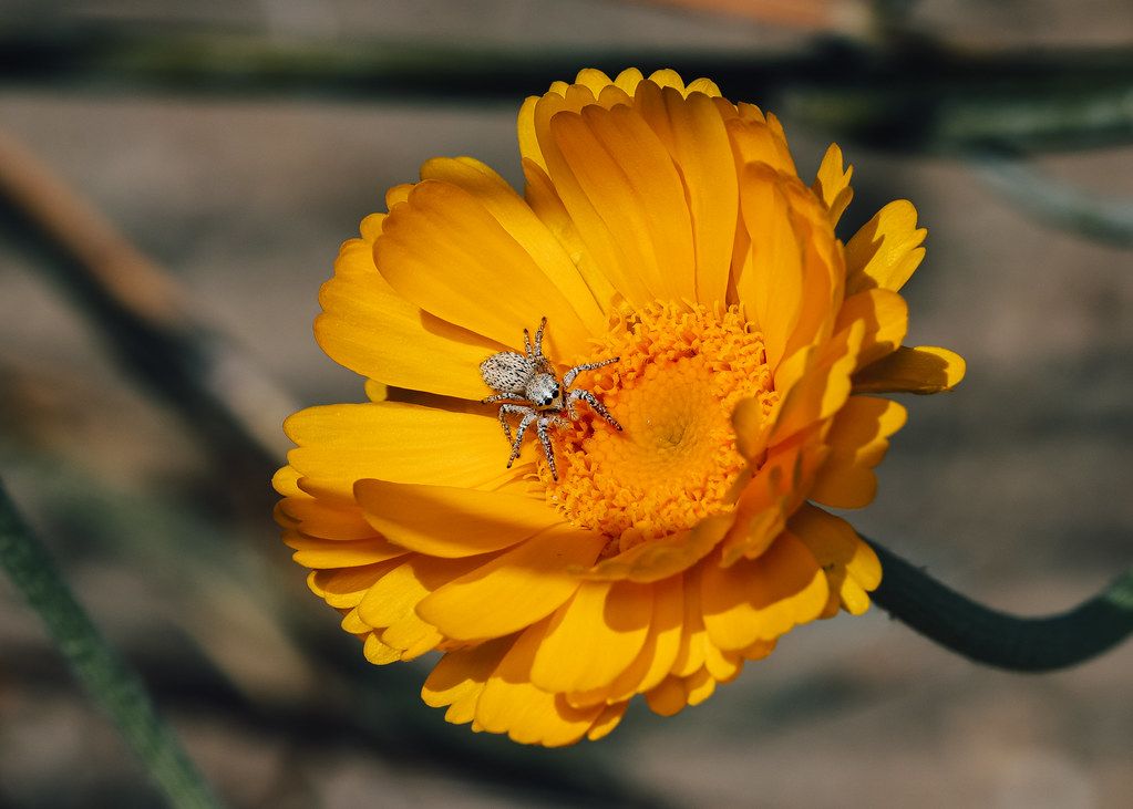 Spider Control service in Roswell, NM